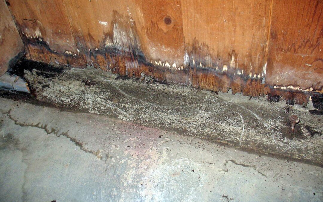 Does Your Home Have Mold?